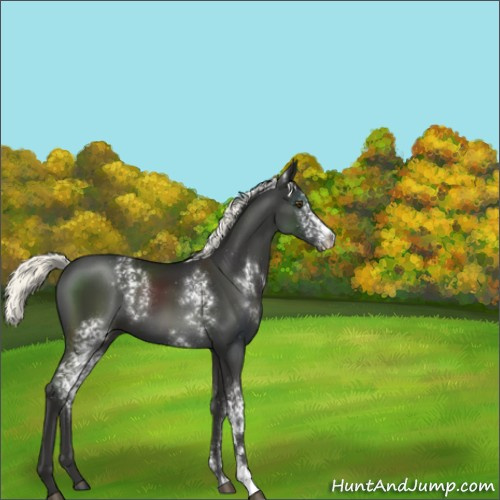 Horse Color:White Spotted Liver Chestnut Mushroom 