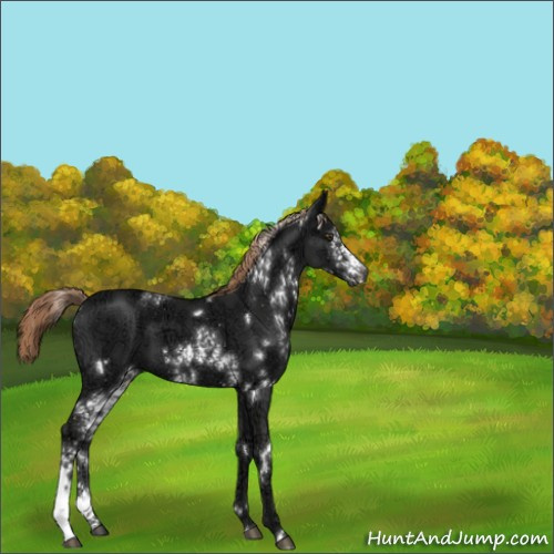 Horse Color:White Spotted Liver Chestnut Ice 