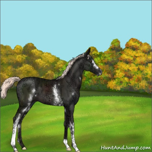 Horse Color:White Spotted Liver Chestnut Ice Mushroom Sabino 