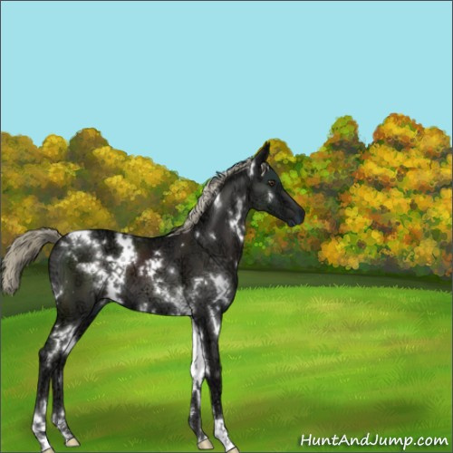 Horse Color:White Spotted Liver Chestnut Ice Sabino 