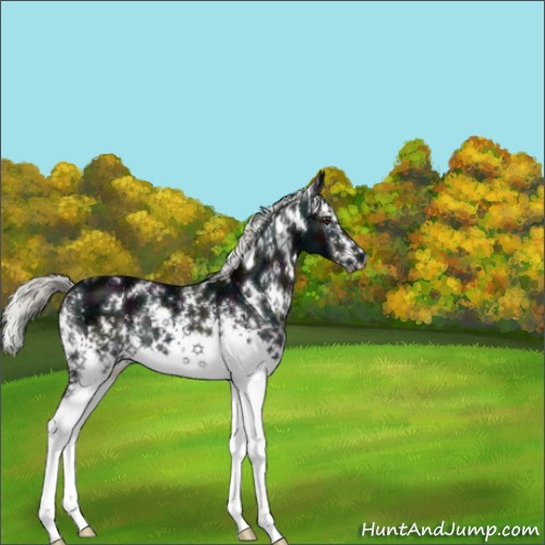 Horse Color:White Spotted Midnight Liver Chestnut Ice Mushroom Rabicano 