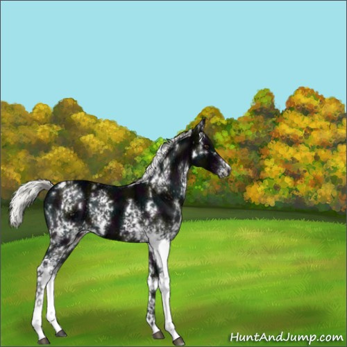 Horse Color:White Spotted Midnight Liver Chestnut Ice Mushroom 