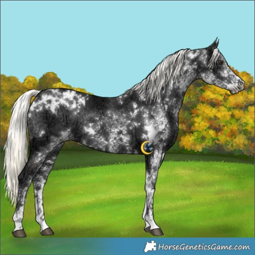 Horse Color:White Spotted Liver Chestnut Ice Mushroom Rabicano 