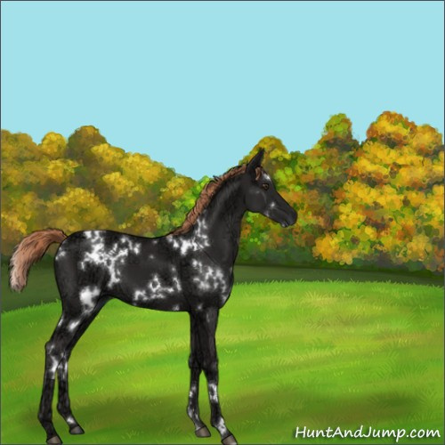 Horse Color:White Spotted Liver Chestnut Ice 