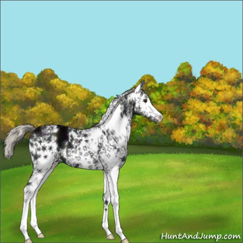 Horse Color:White Spotted Midnight Liver Chestnut Ice Mushroom 