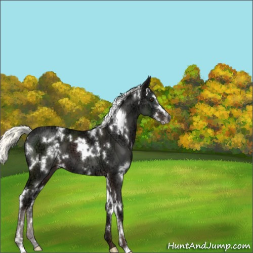 Horse Color:White Spotted Liver Chestnut Ice Mushroom Sabino 