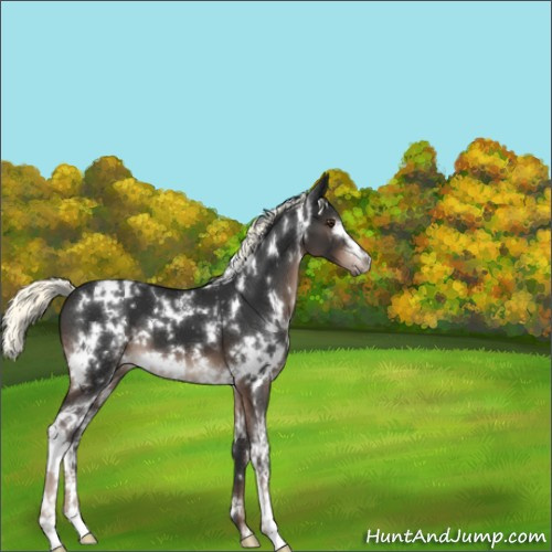 Horse Color:White Spotted Liver Chestnut Mushroom 