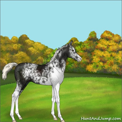Horse Color:White Spotted Liver Chestnut Ice Mushroom 