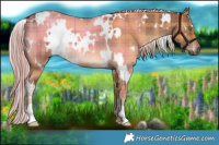 Horse Color:Plaid  White Spotted Chocolate Palomino Dun Brindle 