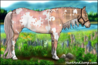 Horse Color:Plaid  White Spotted Chocolate Palomino Dun Brindle 