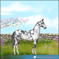 Horse Color:Gray Buckskin Sabino Appaloosa 