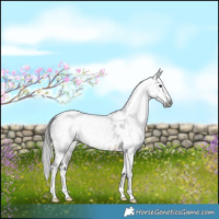 Horse Color:Gray Buckskin Sabino Near Leopard 