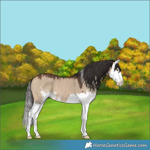 Horse Color:Bay Dun Sabino Splash 