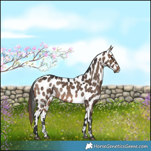 Horse Color:Brown Dun Appaloosa Brindle 