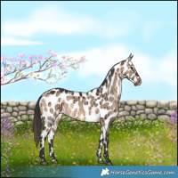 Horse Color:Brown Dun Appaloosa Brindle