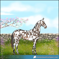 Horse Color:Brown Dun Leopard Brindle 