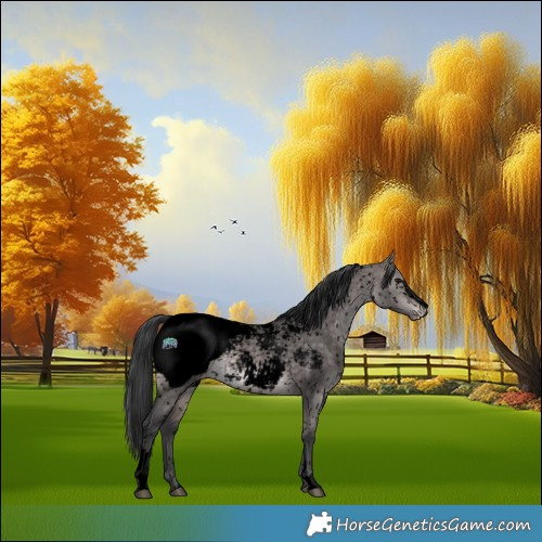 Horse Color:Void Platinum Bay Dun Sabino Appaloosa