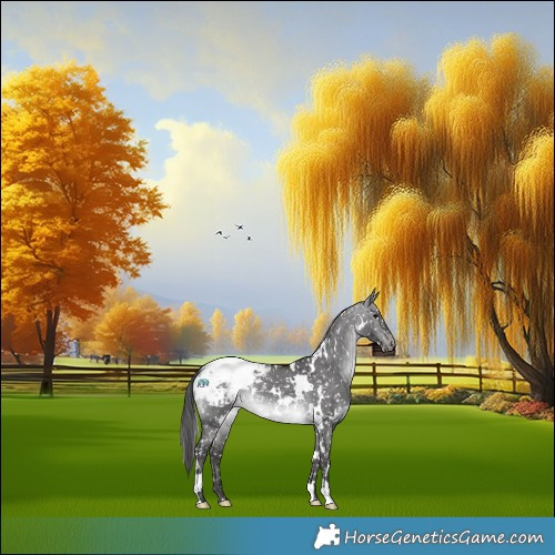 Horse Color:Platinum White Spotted Buckskin Dun Appaloosa