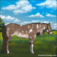 Horse Color:White Spotted Liver Red Dun Tobiano 