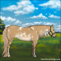 Horse Color:White Spotted Chocolate Palomino Dun
