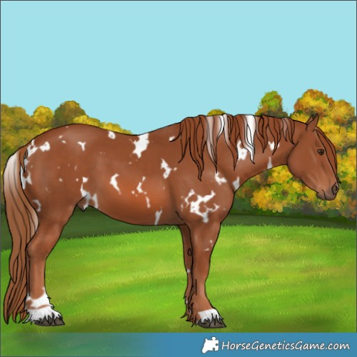 Horse Color:White Spotted Chestnut 