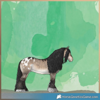 Horse Color:Brown Dun Tobiano Appaloosa 