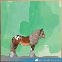 Horse Color:Gray Chocolate Palomino Tobiano Appaloosa 
