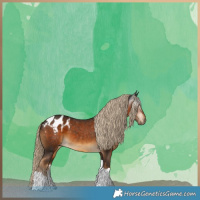 Horse Color:Gray Chocolate Palomino Tobiano Blanket 