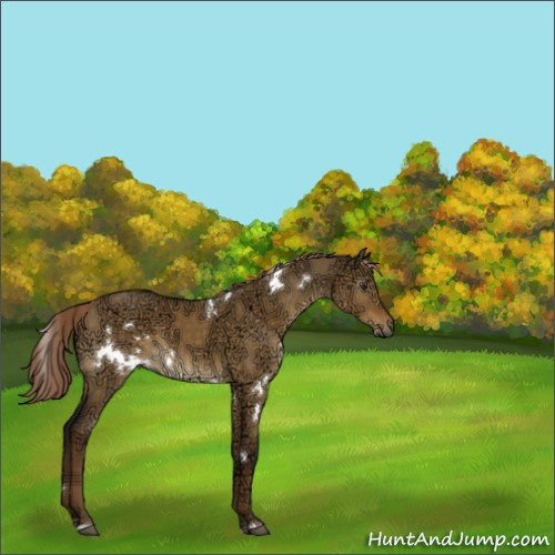 Horse Color:Gray White Spotted Chocolate Palomino Ice Dun 