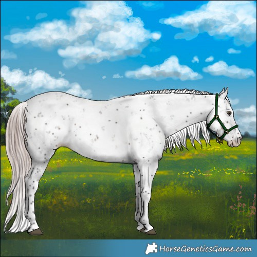 Horse Color:Platinum Liver Chestnut Sabino 