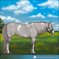 Horse Color:Platinum White Spotted Liver Red Dun 