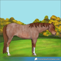 Horse Color:Red Roan