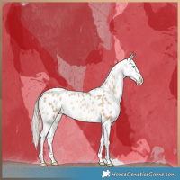 Horse Color:Liver Red Dun Snowdrop Near Leopard Brindle 