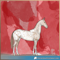 Horse Color:Liver Red Dun Pearl Appaloosa Brindle 