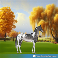 Horse Color:Platinum Brown Tobiano Appaloosa Rabicano