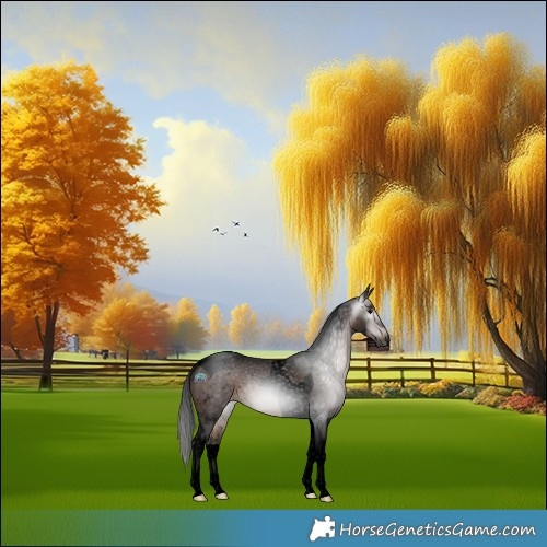 Horse Color:Gray Void Brown Tobiano Appaloosa Rabicano