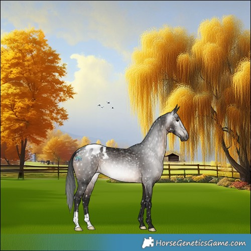 Horse Color:Gray Brown Appaloosa Rabicano 
