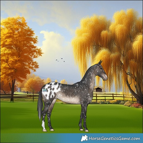 Horse Color:Brown Dun Appaloosa