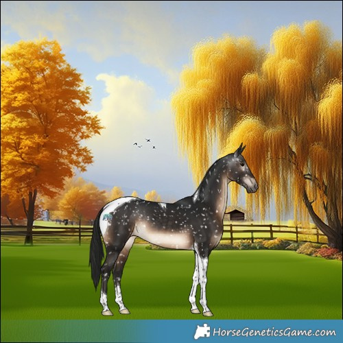 Horse Color:Gray Brown Tobiano Appaloosa Rabicano