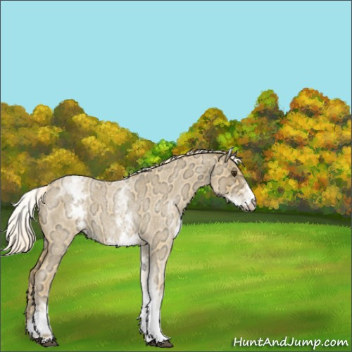 Horse Color:White Spotted Palomino Ice Roan 