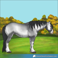 Horse Color:Blue Onyx Chinchilla Sabino 