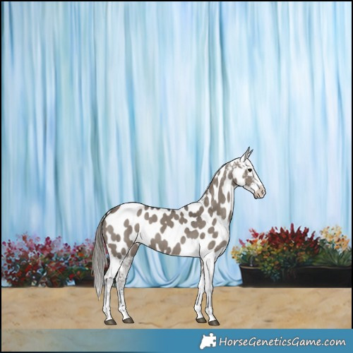 Horse Color:Smoky Grullo Sabino Appaloosa Brindle