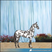Horse Color:Smoky Grullo Sabino Appaloosa Brindle 