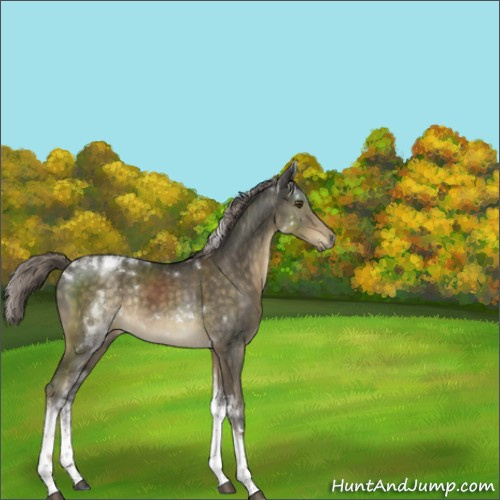 Horse Color:Chocolate Palomino Mushroom Sabino Tobiano Rabicano 