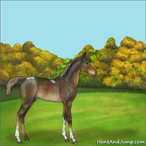 Horse Color:Gray Chocolate Palomino Tobiano Rabicano 
