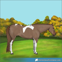 Horse Color:Liver Red Dun Tobiano 
