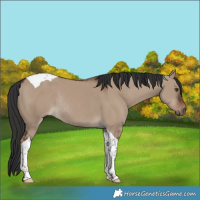 Horse Color:Liver Red Dun Tobiano Rabicano