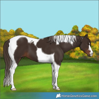 Horse Color:Liver Chestnut Tobiano 