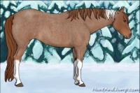 Horse Color:Red Roan Tobiano Rabicano