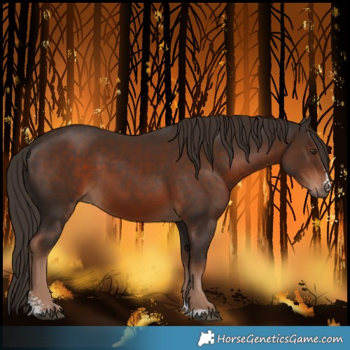 Horse Color:Liver Chestnut Sabino 